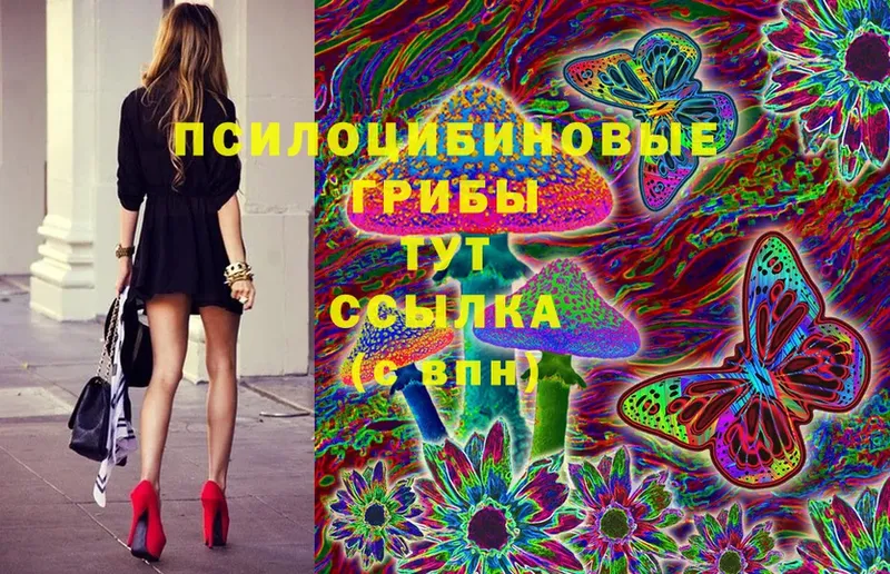 Псилоцибиновые грибы Psilocybe  Грайворон 